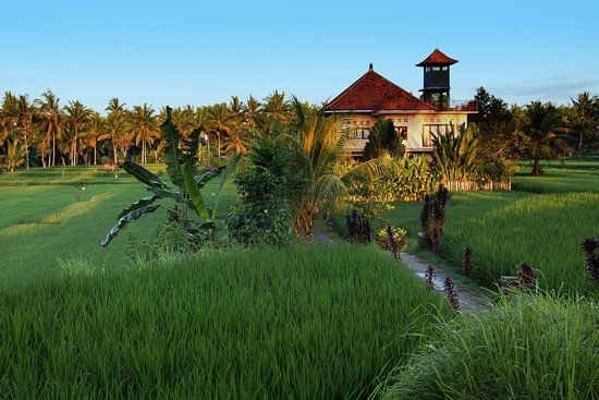 Sabak Juwuk Manis rice fields walking path